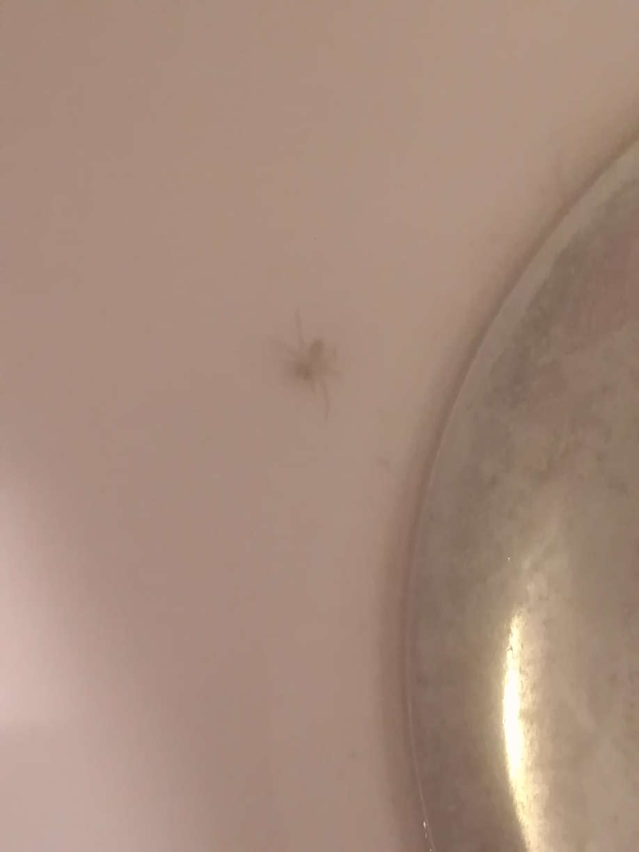 Neu entdeckt  corona spinne