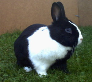 Kopie von Bounty im Garten (2).jpg