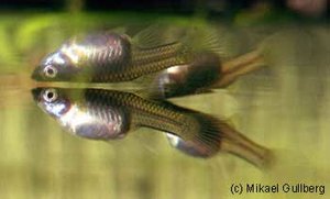 guppy.jpg