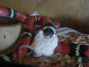 albertas flÃ¼stis.JPG