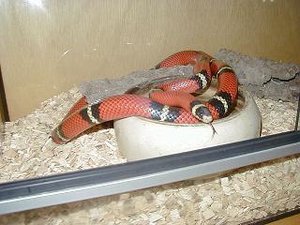 Albertas wohnzimmer klein.JPG