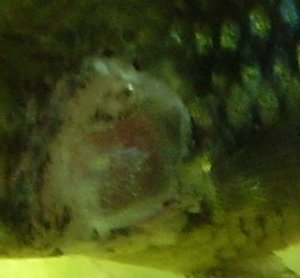 Kranke fische 08.04. 019.jpg