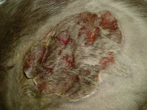 Kopieren von Tommy1.jpg