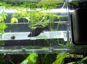 Black Molly in Ableichkasten.JPG