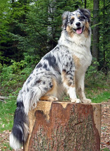 Australian_Shepherd.jpg Australian_Shepherd.jpg