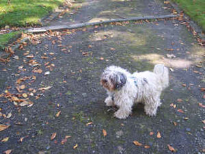 Flokati im Herbst.jpg