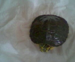 Bild 006.jpg Bild 006.jpg