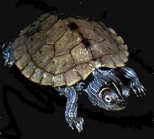 g_kohnii.jpg g_kohnii.jpg