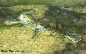trachemys_scripta_troosti.jpg trachemys_scripta_troosti.jpg