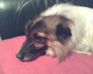 fussel beim geniessen1.JPG fussel beim geniessen1.JPG