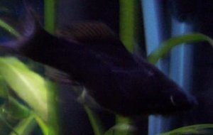 Black Molly 2.JPG