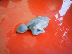 totes vÃ¶gelchen.jpg