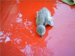 totes vÃ¶gelchen2.jpg