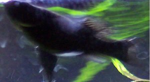 Black Molly 3.JPG