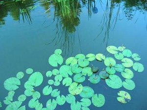 teich3.JPG teich3.JPG