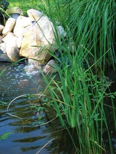 teich5.JPG teich5.JPG