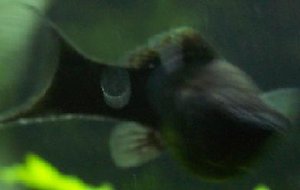 Black Molly 4.JPG