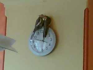 Afb015 (2).jpg Afb015 (2).jpg