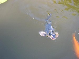 koi111.JPG koi111.JPG