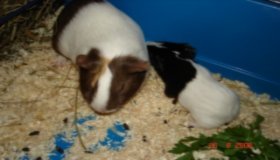 Gipsy und Bounty.JPG