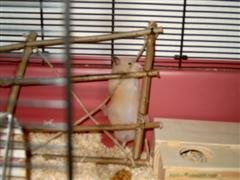 Ebay 007 (WinCE).jpg