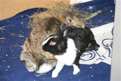 Bild 683 (WinCE).jpg