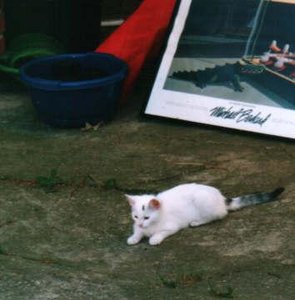 maya als jungkatze.jpg