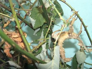 Schrecken1.jpg Schrecken1.jpg