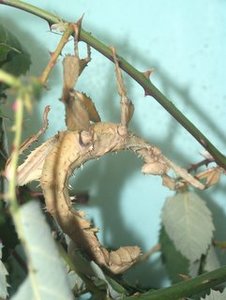 Schrecken2.jpg Schrecken2.jpg