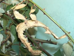 Schrecken4.jpg Schrecken4.jpg