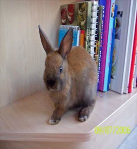 Floxer fÃ¼rs Forum.JPG