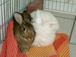 feli und sammy 027.jpg