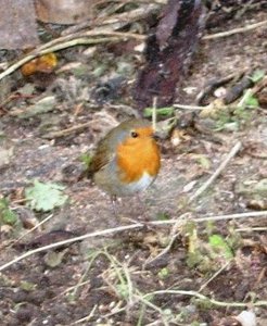 Rotkehlchen fürs forum2.JPG Rotkehlchen fürs forum2.JPG