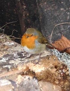 Rotkelchen auf Balkeni.JPG Rotkelchen auf Balkeni.JPG