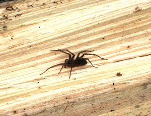 Spinne bei HolzsÃ¤gen.JPG