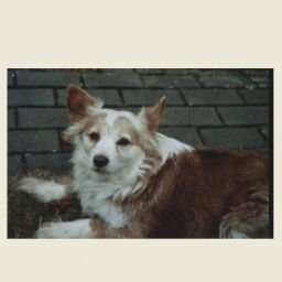 Filou3.jpg Filou3.jpg