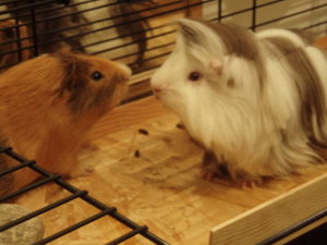 400_6638613135323839.jpg 400_6638613135323839.jpg