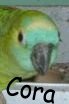 Cora.JPG