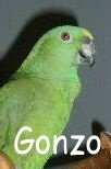 Gonzo1.JPG