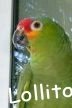 Lollito.JPG