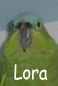 Lora.JPG