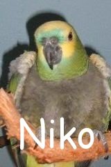 Niko.JPG