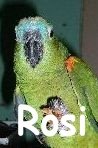 Rosi.JPG