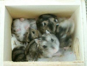 hamsterkiste.jpg