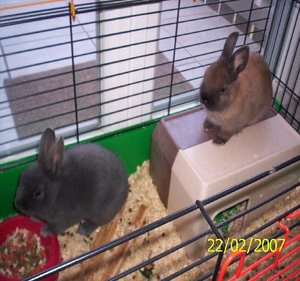 Teddy und Hoppsi 1.jpg