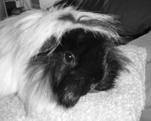 Meerli+Braunschweig+Kartbahn 161.jpg