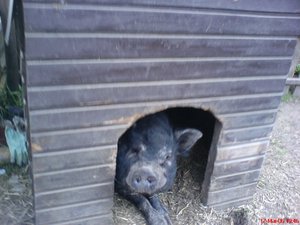 Lilli 2...Lilli 2.jpg