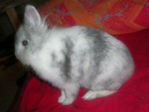 krankes Hascherl (1) web.JPG