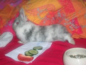 krankes Hascherl (4) web.JPG