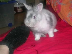 krankes Haserl (1) web.JPG